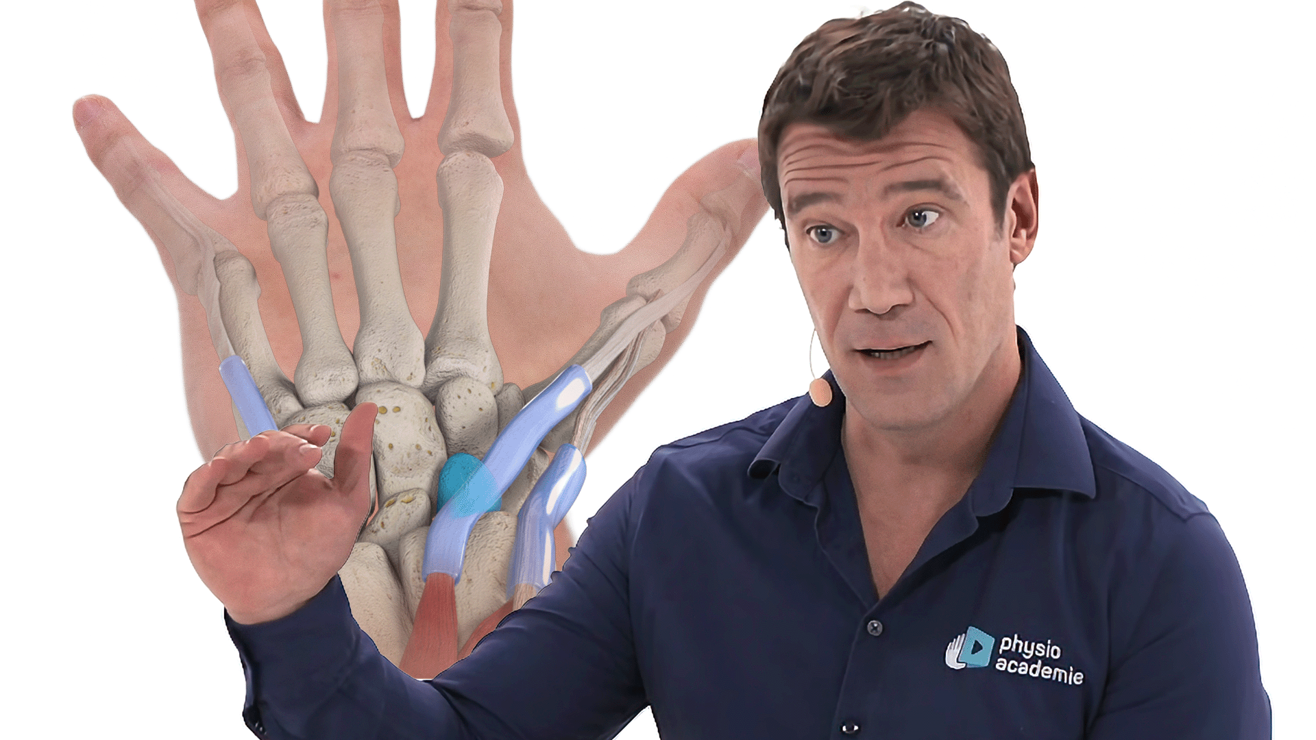 Biomécanique et anatomie fonctionnelle du poignet et de la main