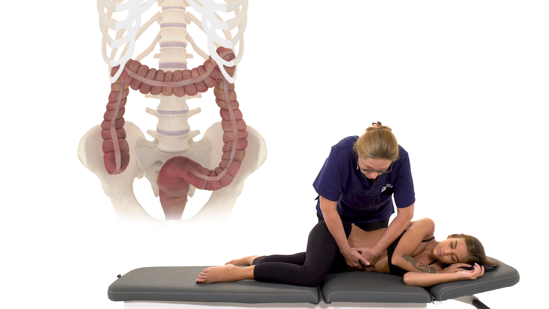 Instestin grêle, cadre colique et reins