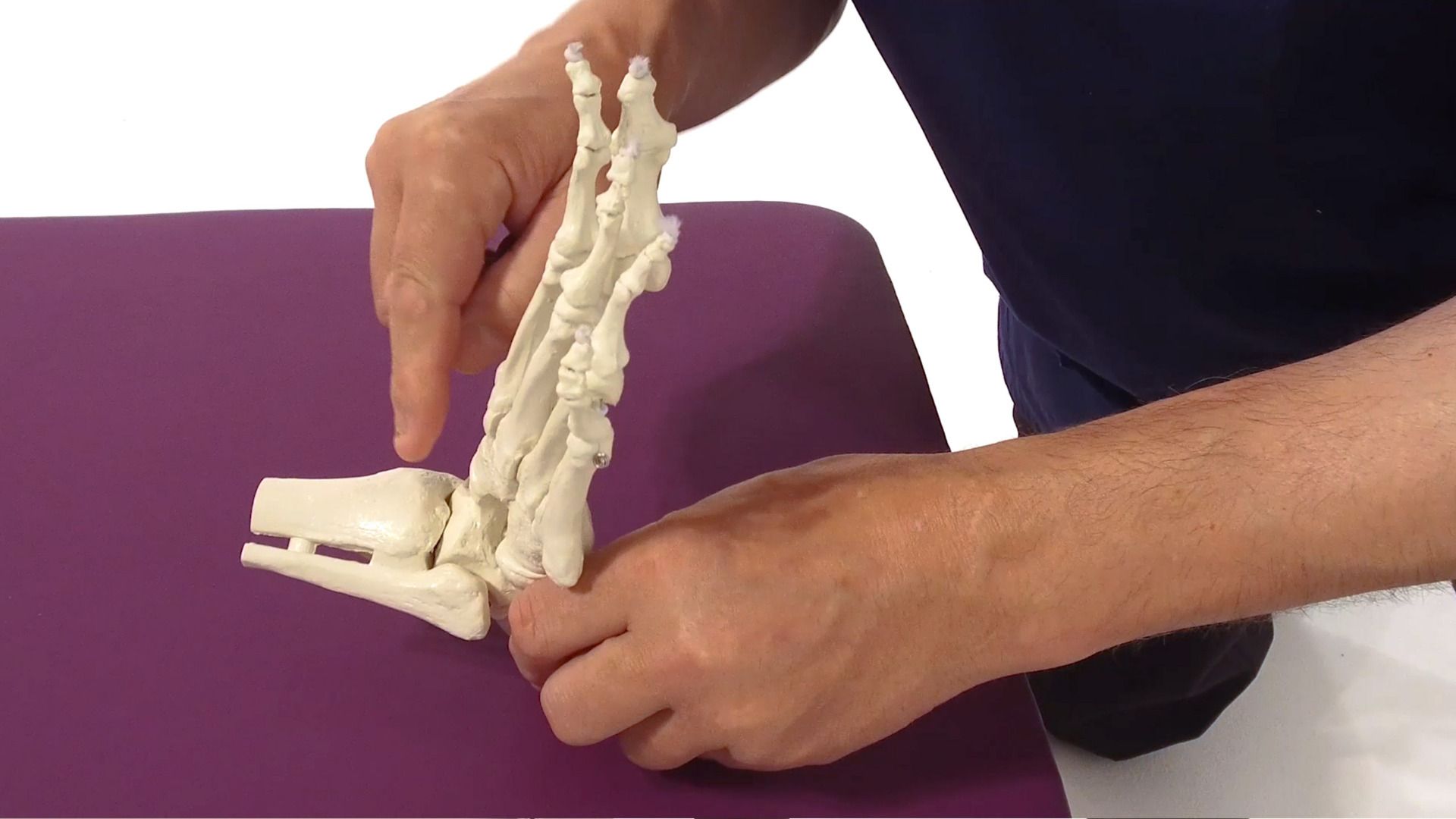 Tibia vers l'arrière