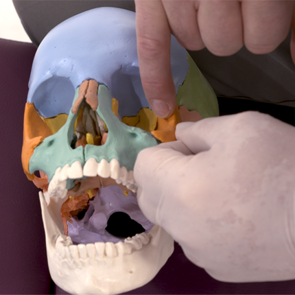 Les prises et techniques du malaire ou zygoma