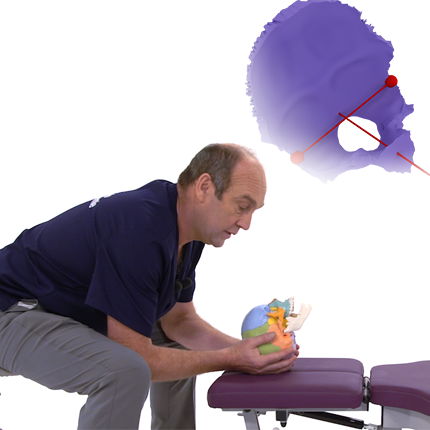 Les différentes prises de l'os occipital